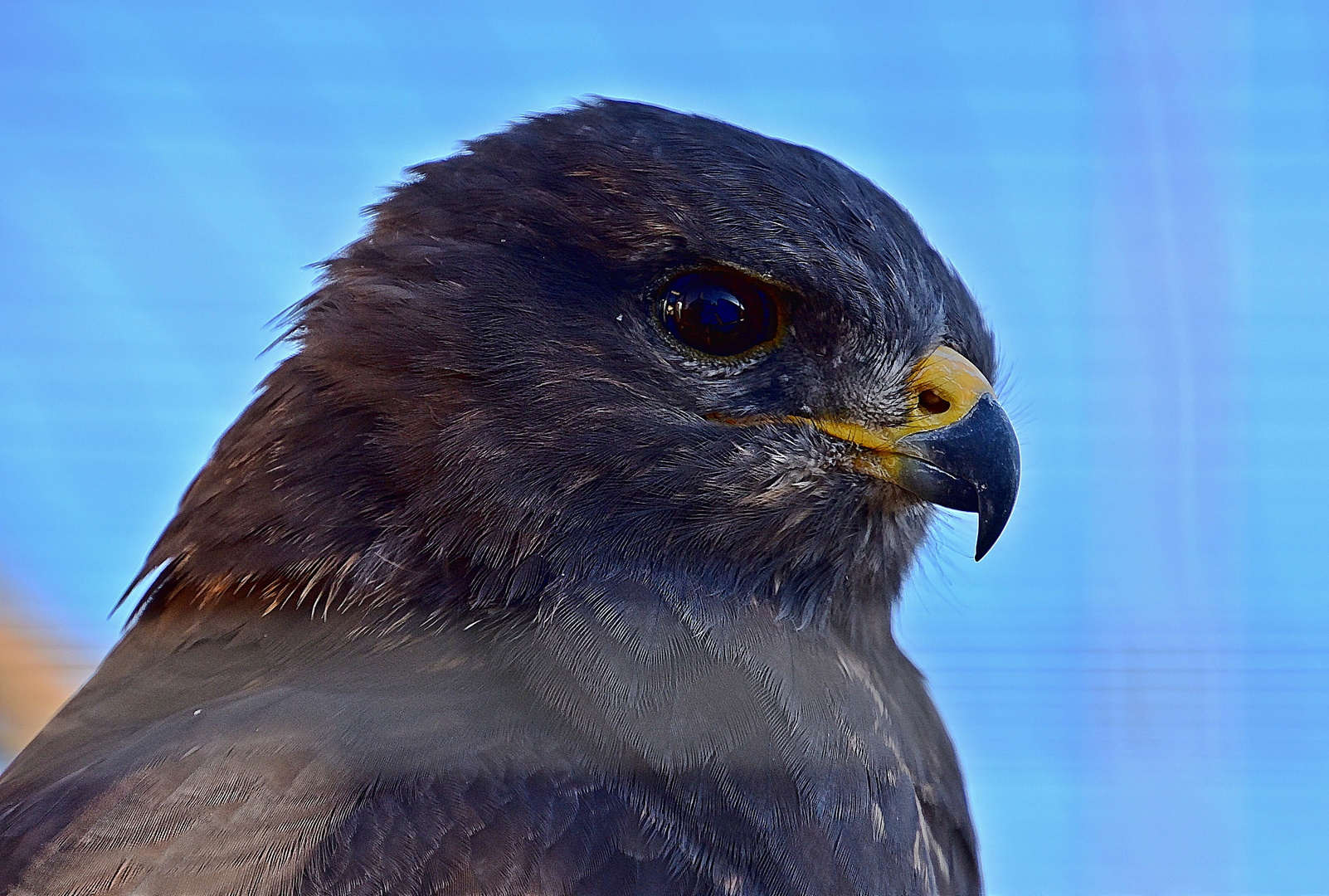 Steppenadler (Aquila nipalensis)