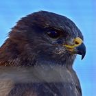 Steppenadler (Aquila nipalensis)