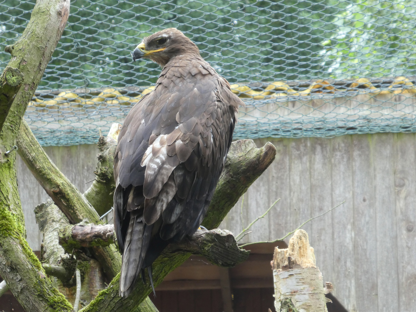 Steppenadler  -  Aquila rapax