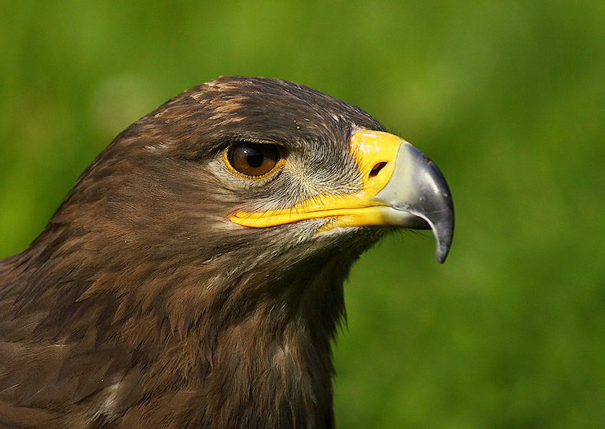 Steppenadler Arthur (captive)