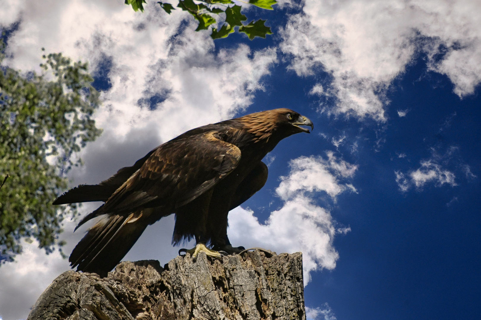 Steppenadler auf Baumstumpf