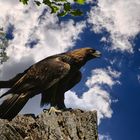 Steppenadler auf Baumstumpf