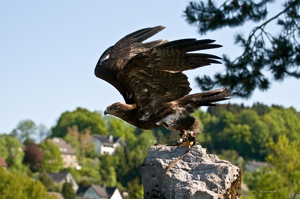 Steppenadler auf dem Sprung