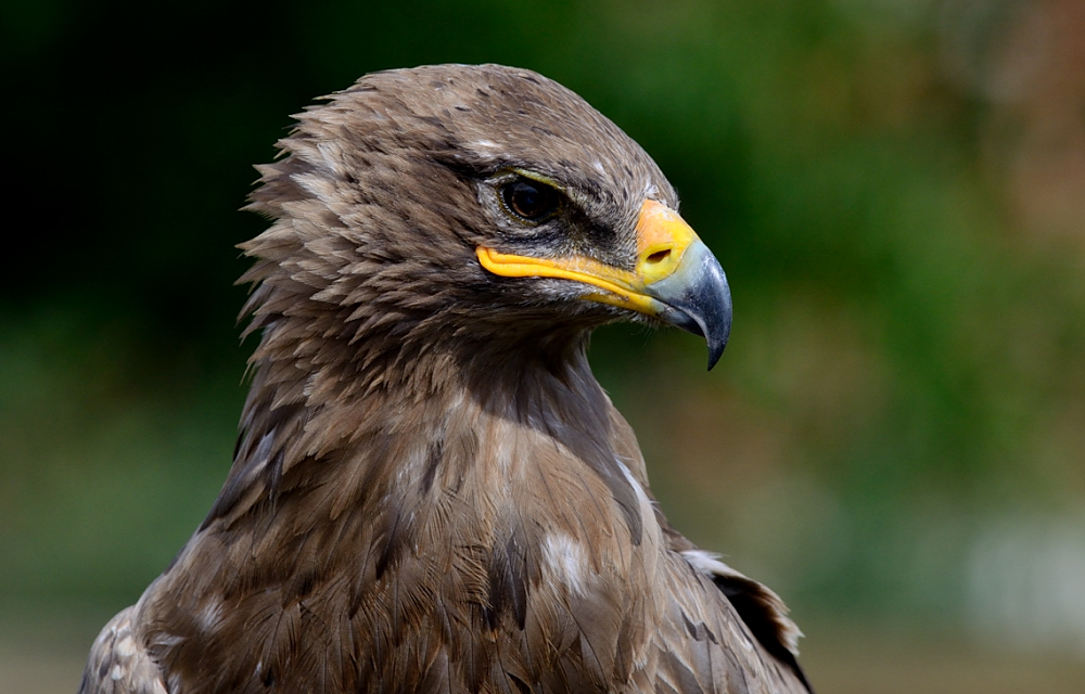 Steppenadler