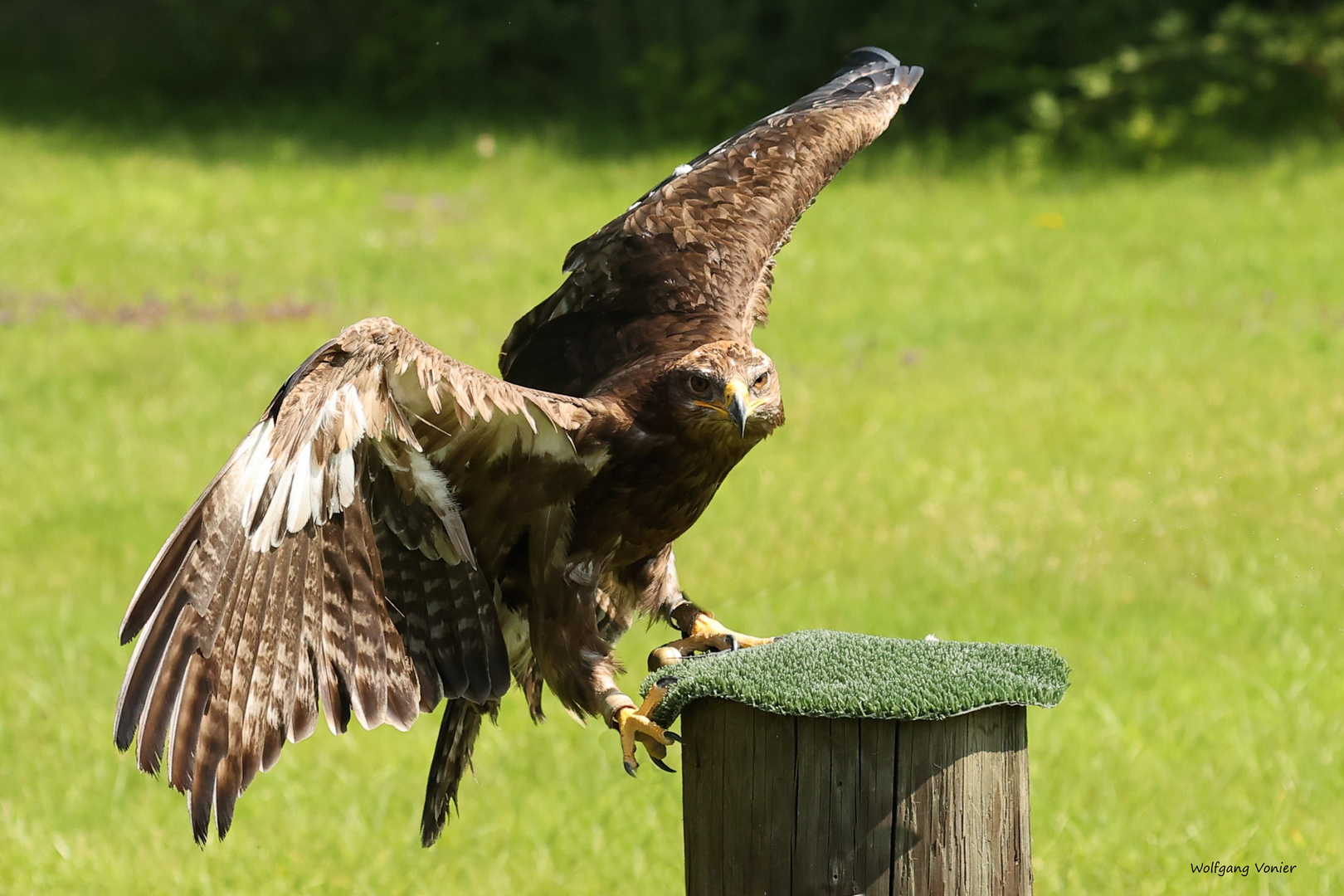 Steppenadler