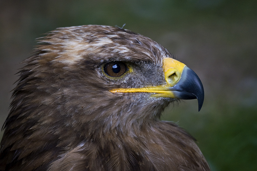 Steppenadler