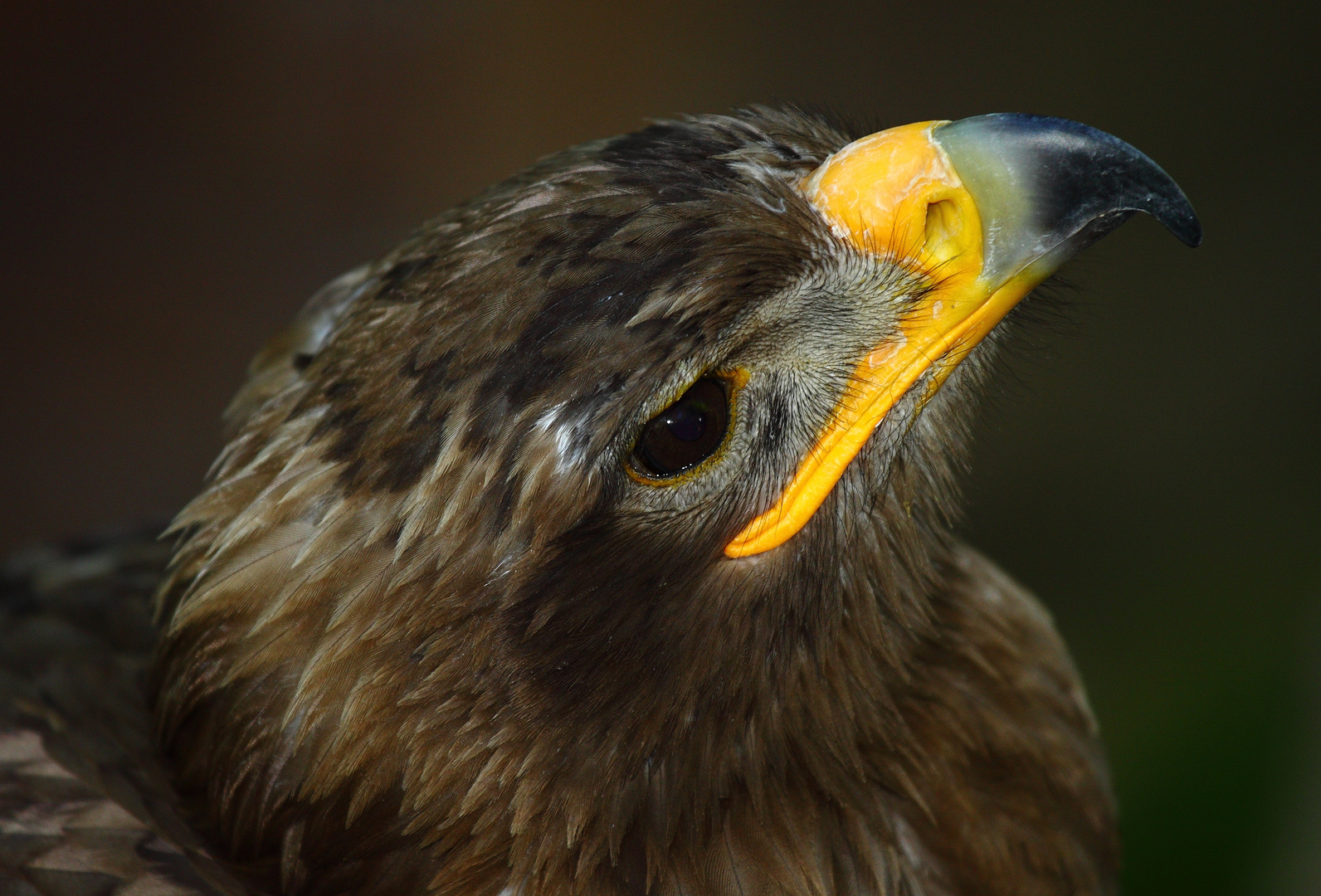 Steppenadler