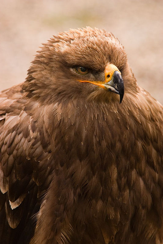 Steppenadler