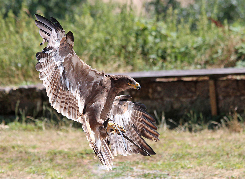 Steppenadler bei der Flugvorführung