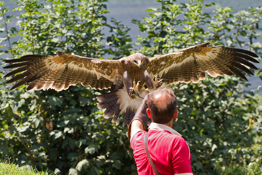 Steppenadler bei der Landung