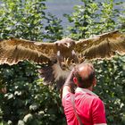 Steppenadler bei der Landung