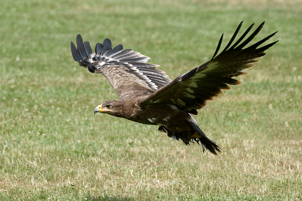 Steppenadler beim Landeanflug