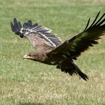 Steppenadler beim Landeanflug