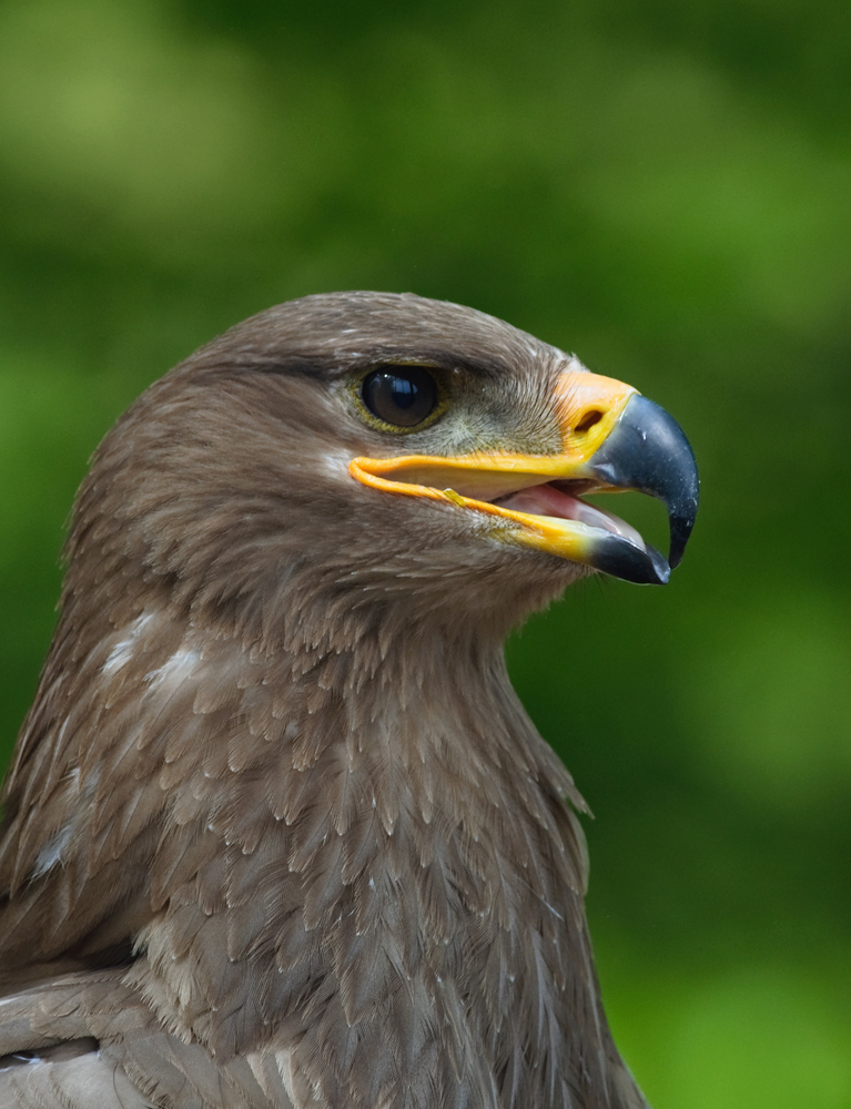 Steppenadler von Rita Priemer