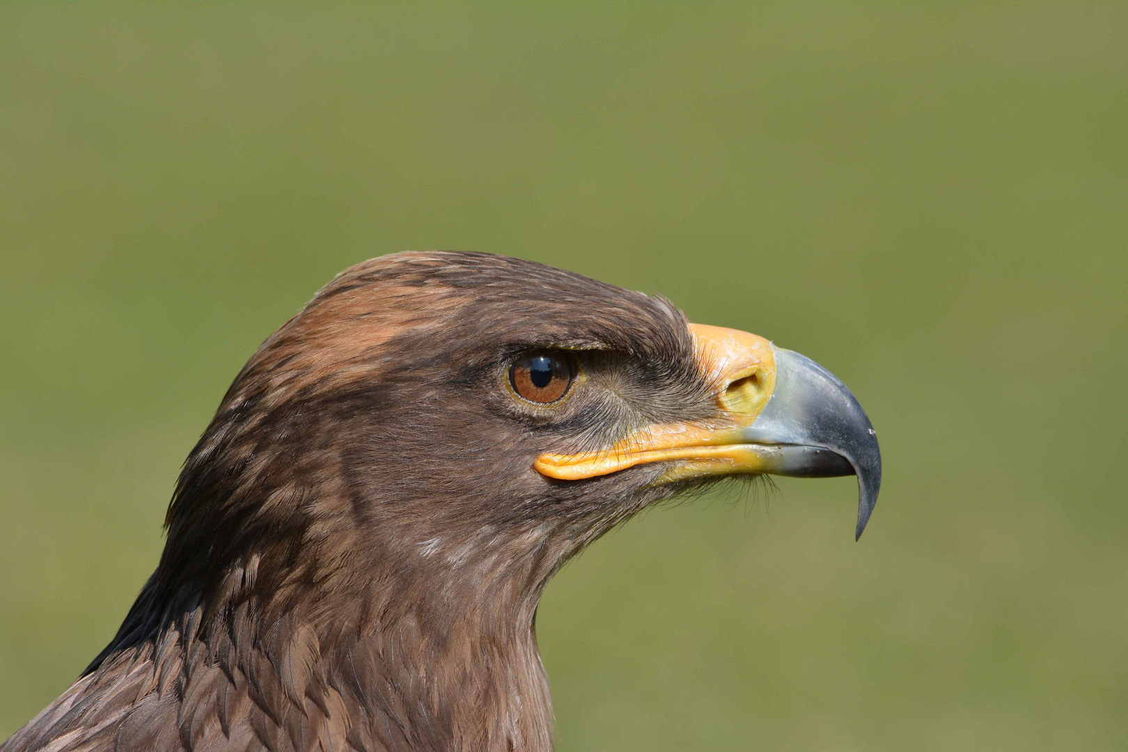 Steppenadler