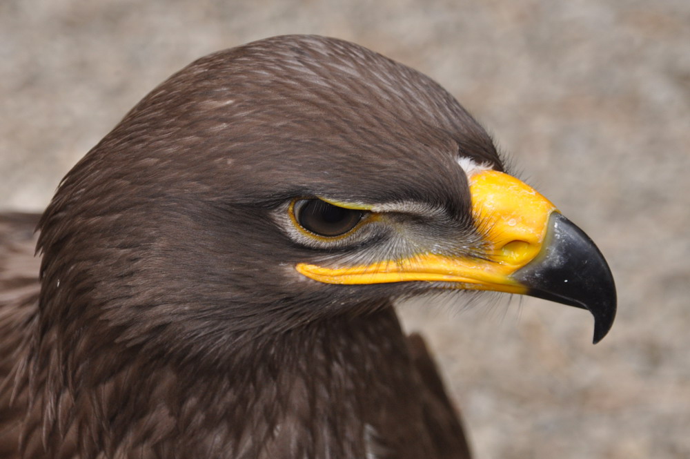 Steppenadler