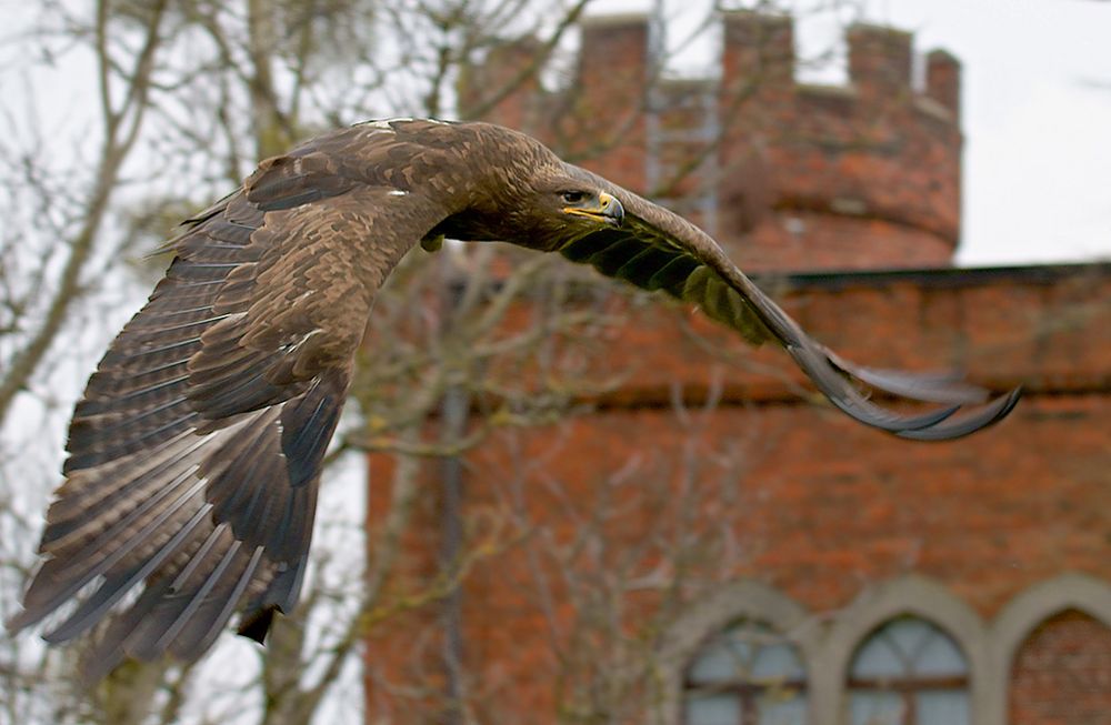 Steppenadler