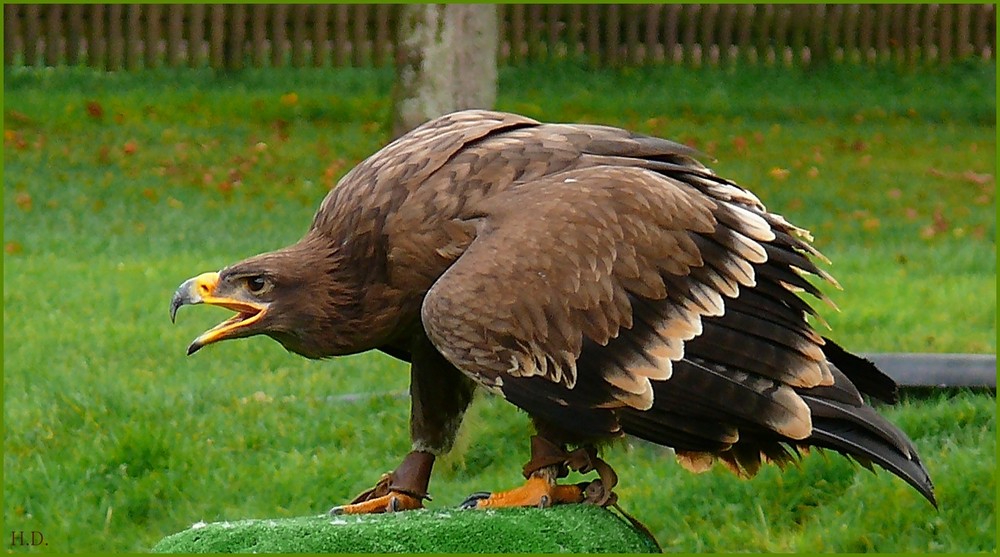 Steppenadler