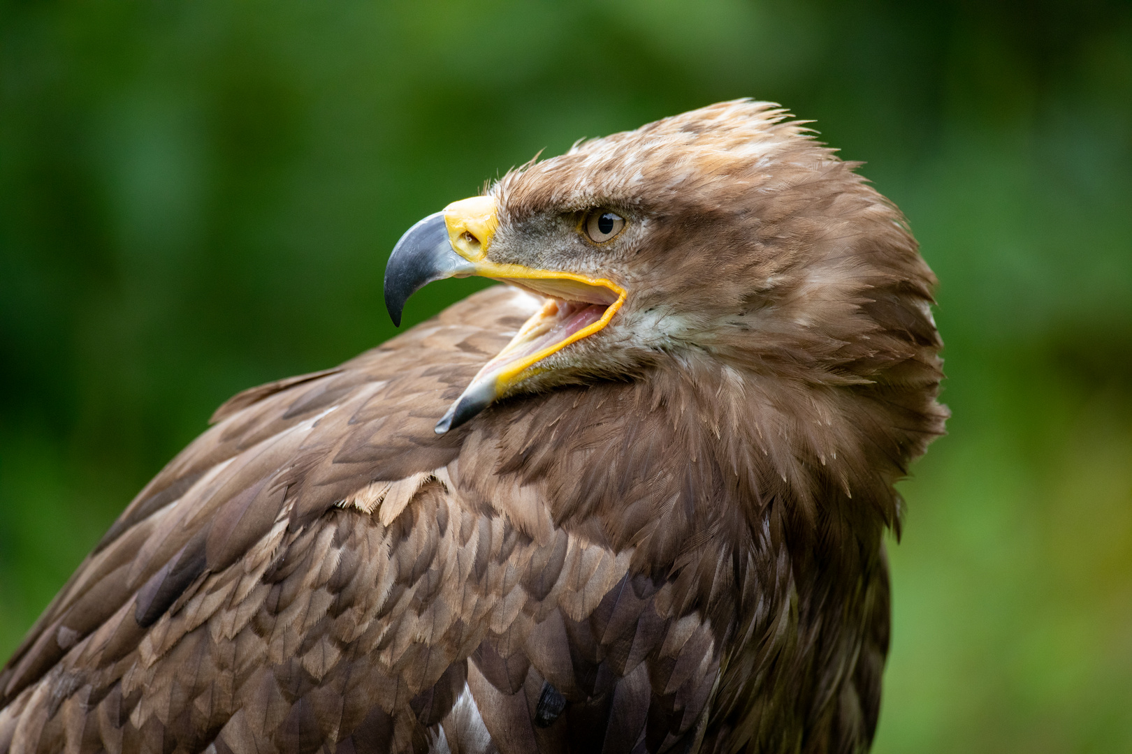 Steppenadler