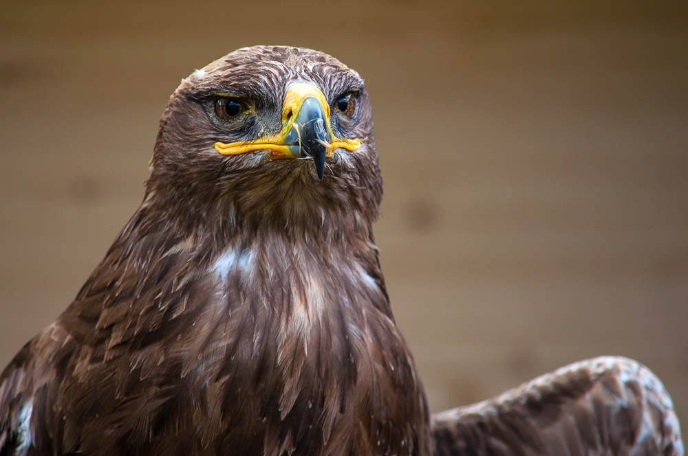 Steppenadler