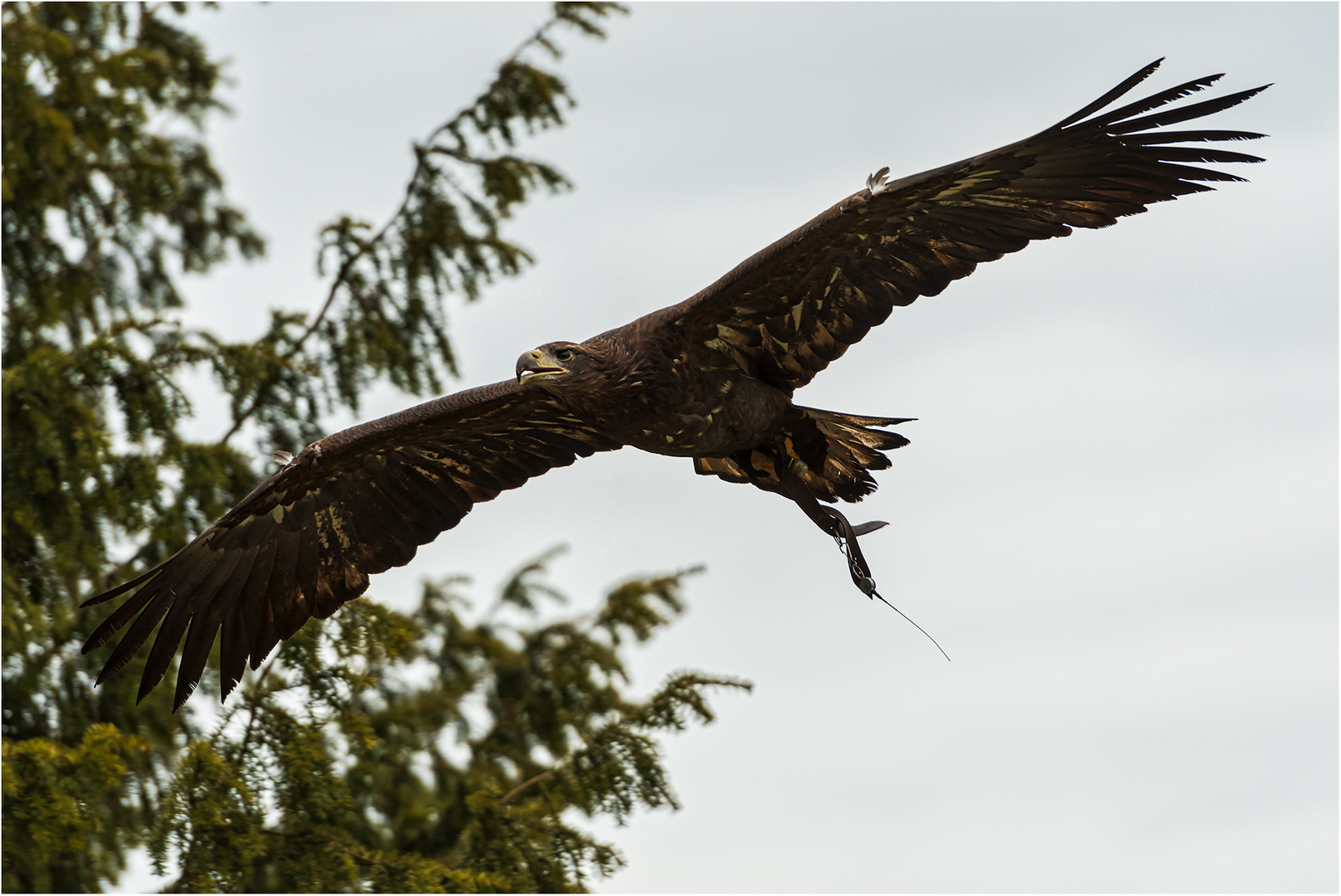 Steppenadler