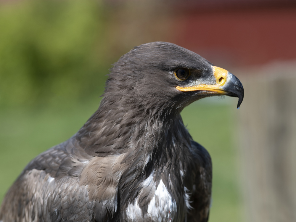 Steppenadler