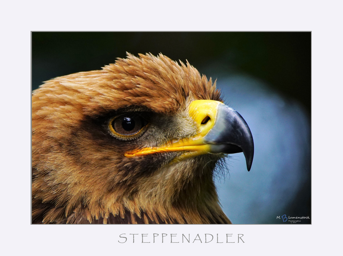 STEPPENADLER