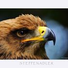 STEPPENADLER