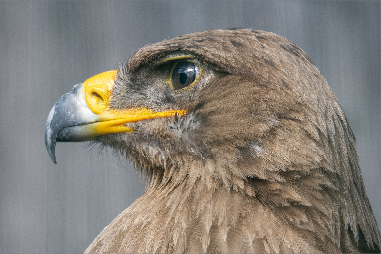 Steppenadler