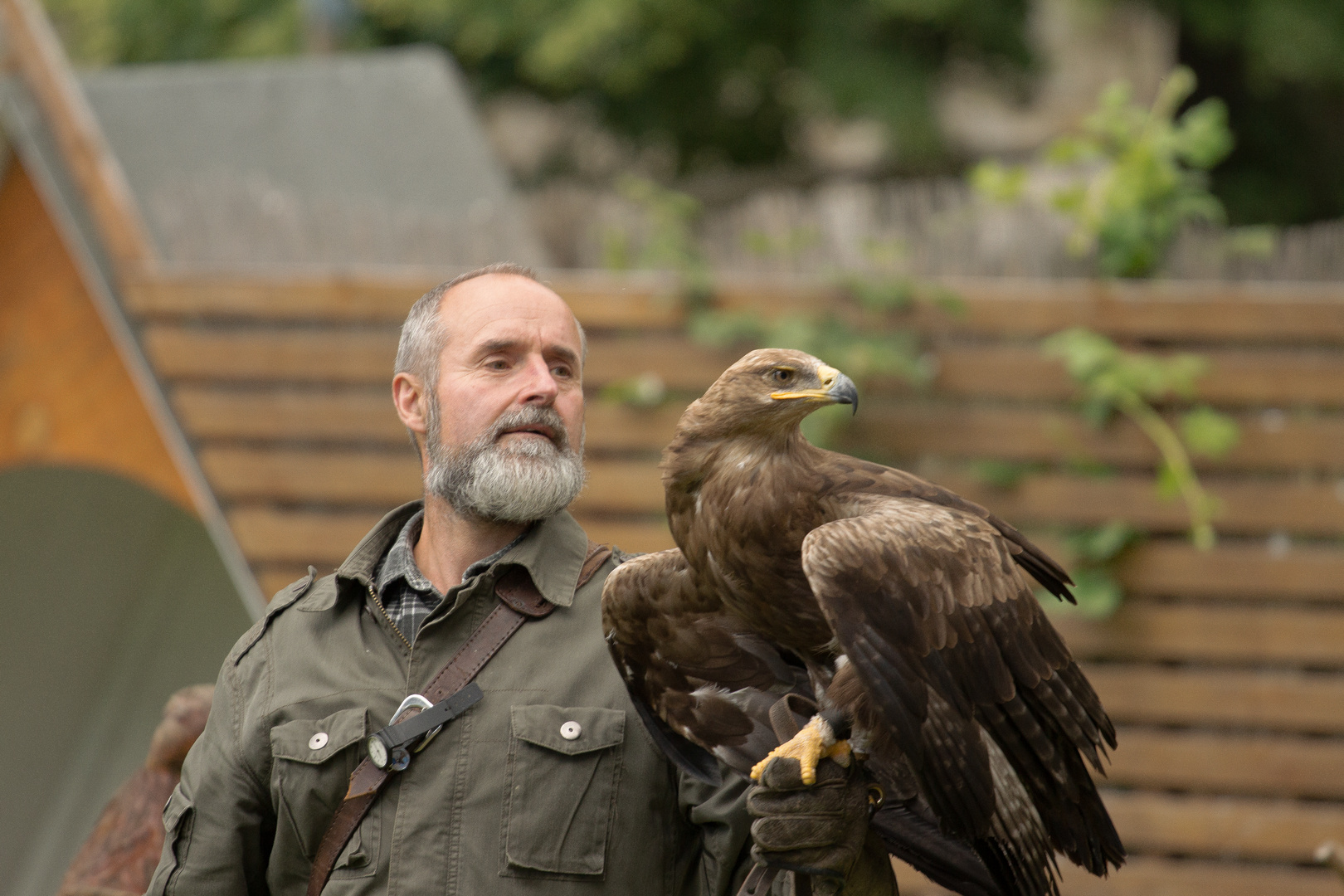 Steppenadler & Falkner