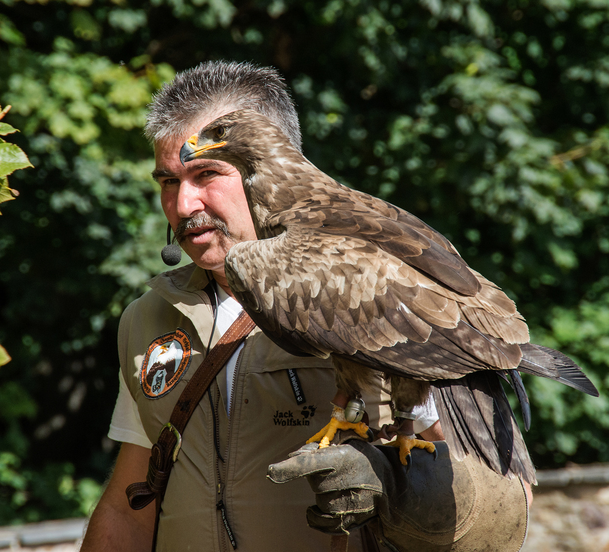 Steppenadler Falknerei Augustusburg 27.08.2015