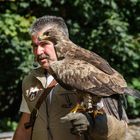 Steppenadler Falknerei Augustusburg 27.08.2015