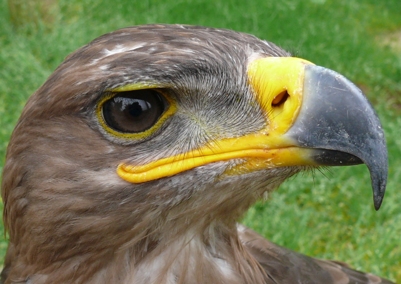 Steppenadler, Handaufzucht?