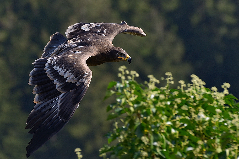 Steppenadler II