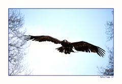 Steppenadler im Anflug....