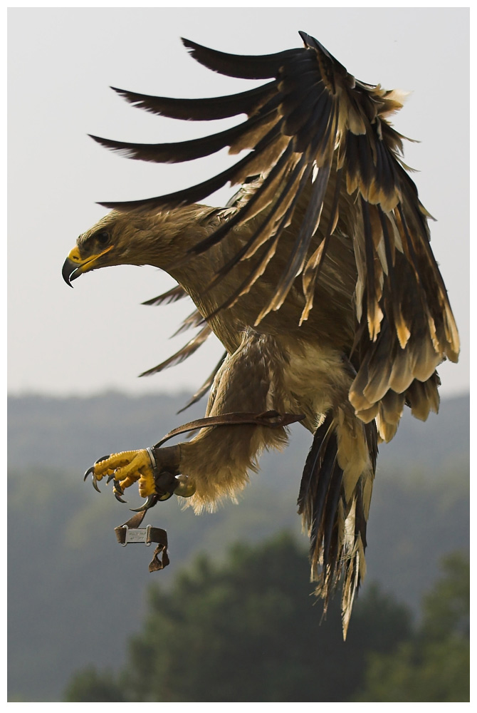 Steppenadler im Anflug