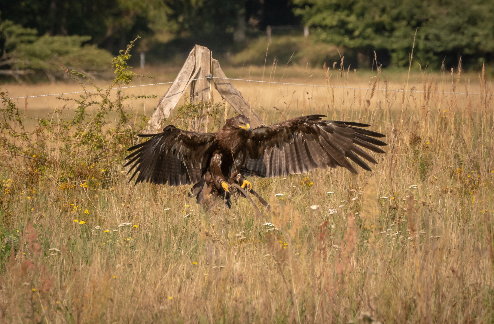 Steppenadler im Beuteanflug