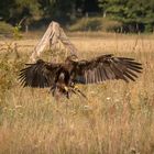 Steppenadler im Beuteanflug