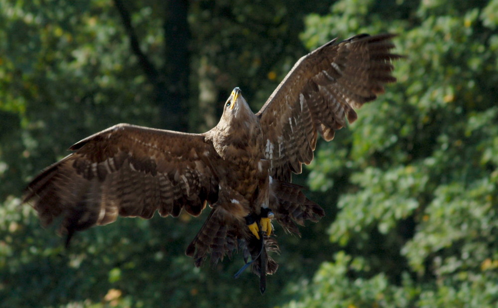 Steppenadler im Falkenhof