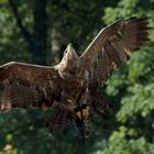 Steppenadler im Falkenhof