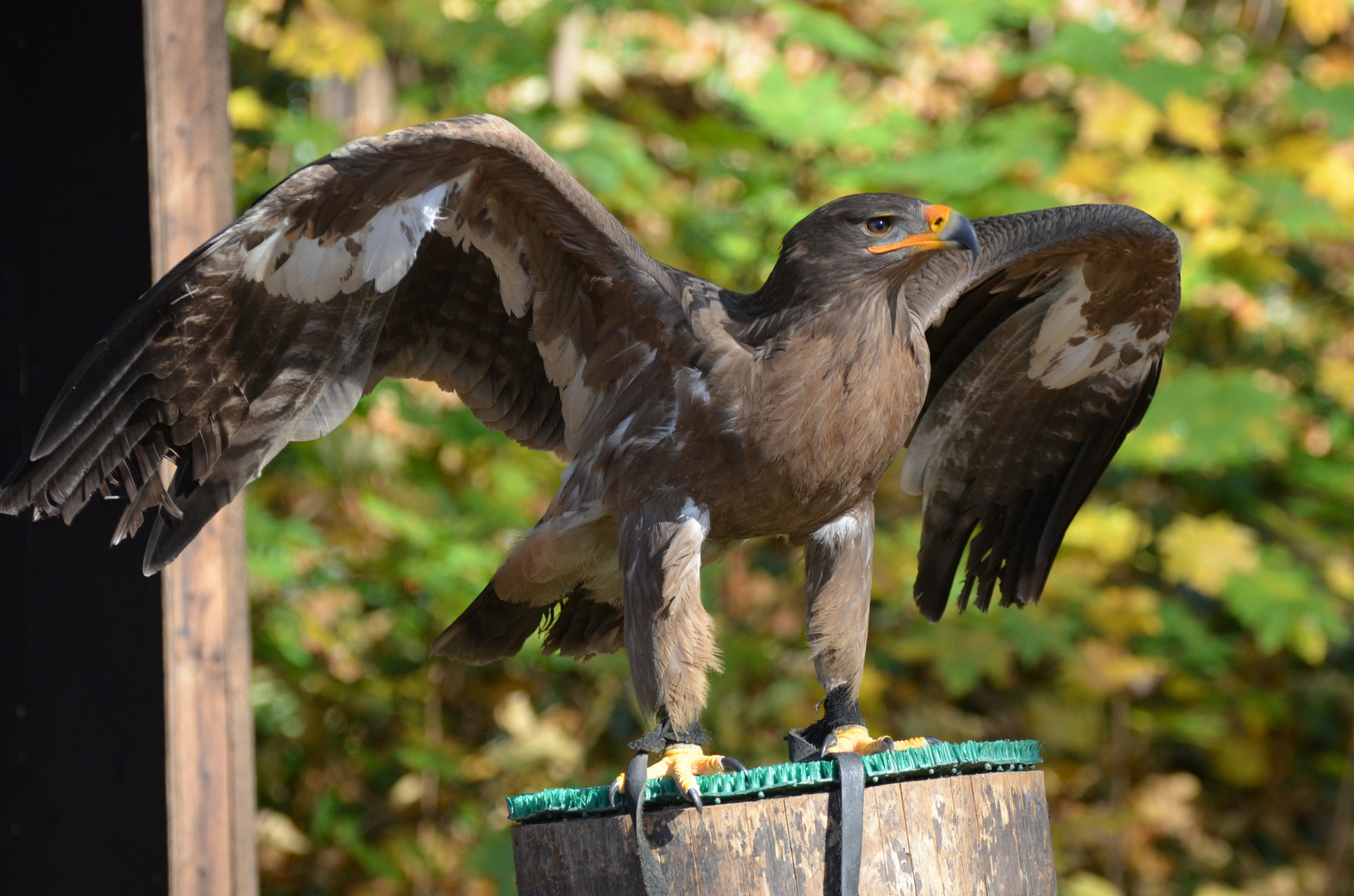 Steppenadler im Falkenhof Schillingsfürst