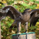 Steppenadler im Falkenhof Schillingsfürst