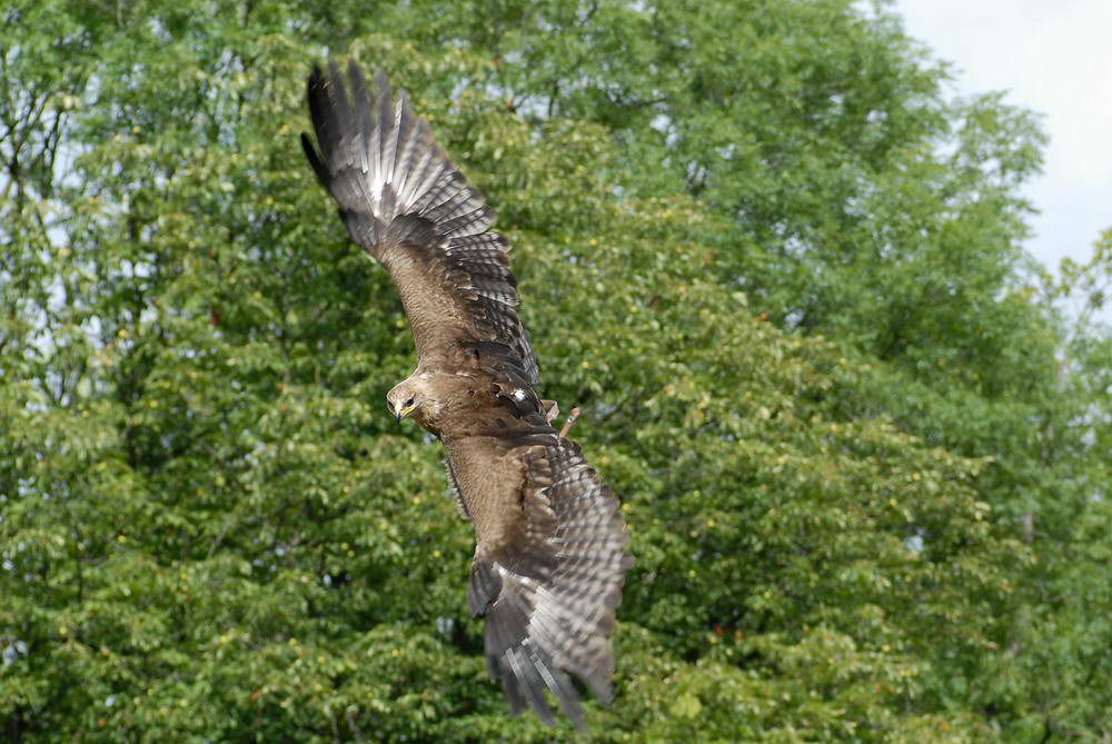 Steppenadler im Flug