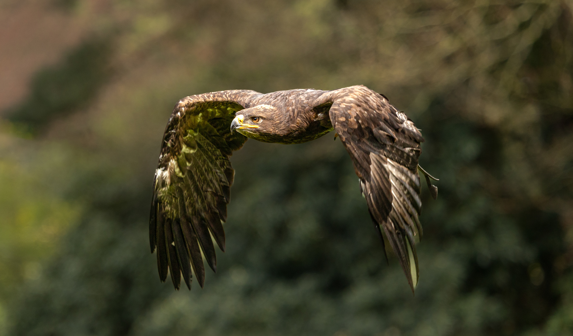 Steppenadler im Fluge