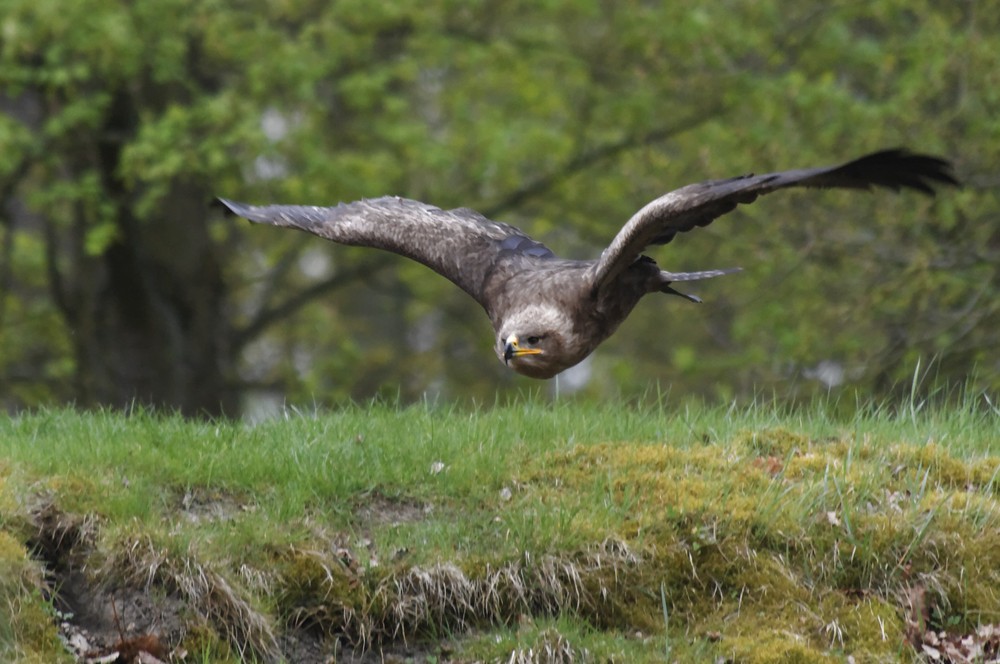 Steppenadler im Gleitflug