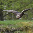 Steppenadler im Gleitflug