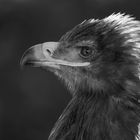 Steppenadler im Portrait