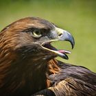 Steppenadler im Portrait