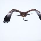 Steppenadler im Schnee