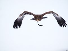 Steppenadler im Schnee